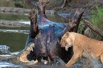 Sư tử đại chiến cá sấu tranh hà mã