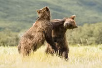 Cảnh đánh nhau kịch liệt mà “tình cảm” của anh em gấu