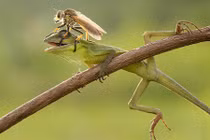 Hải cẩu "ngự" giữa bầy chim - ảnh động vật ấn tượng tuần