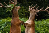 Hươu đực nhảy múa để giành quyền giao phối 