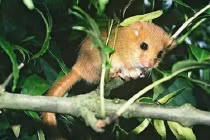 Chó mộng du và phát hiện choáng về giấc ngủ động vật