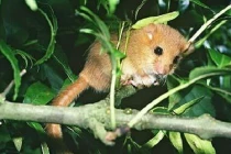 Chó mộng du và phát hiện choáng về giấc ngủ động vật