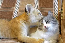 Mối duyên kỳ lạ giữa mẹ mèo, con sư hổ