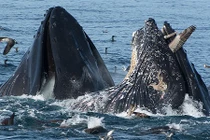 Bồ nông vùng vẫy trong hàm cá voi khổng lồ