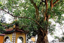 Những bí ẩn về bồ đề - cây thiêng trong Phật giáo