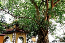 Những bí ẩn về bồ đề - cây thiêng trong Phật giáo