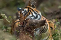 Quái chiêu săn mồi đẫm máu của chúa sơn lâm (9)