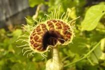 Điểm mặt những thực vật, động vật mang tên ngựa 