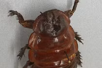 Tận mục những côn trùng khổng lồ nhất Trái đất