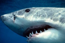 Top “quái vật” Biển Đông vừa sợ vừa mê (3)