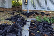 5.000 con dơi chết đột ngột, rơi lộp bộp xuống đường