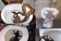 Điểm các loài kinh dị nhất xuất hiện trong toilet