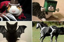 Bật cười với ảnh động vật trong tạo hình Halloween 