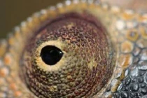 Những đôi mắt siêu nhân của động vật