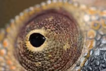 Những đôi mắt siêu nhân của động vật