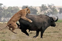 Tận mục cú nhảy vồ trâu đẫm máu của sư tử