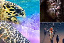 Rùa ăn thịt sứa - ảnh thiên nhiên ấn tượng nhất