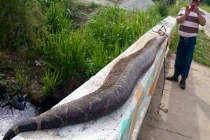 Giết trăn khổng lồ vì nghi nuốt chửng bé trai