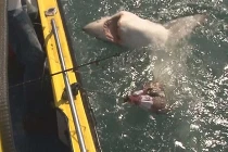 Câu được cá mập khủng ngoài bãi biển du lịch