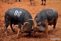 Chọi trâu kinh hoàng tại lễ hội Trung Quốc