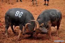 Chọi trâu kinh hoàng tại lễ hội Trung Quốc