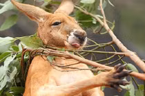 Những cảnh chết cười về động vật say rượu, "phê thuốc"