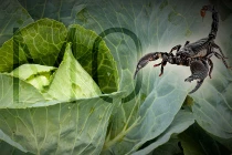 Top thí nghiệm với thiên nhiên quái đản không tưởng 