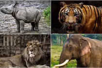 Top động vật hoang dã đáng gờm của Ấn Độ