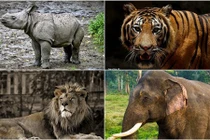 Top động vật hoang dã đáng gờm của Ấn Độ