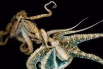 Bạch tuộc quan hệ tình dục kỳ quái ra sao?