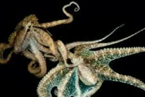 Bạch tuộc quan hệ tình dục kỳ quái ra sao?