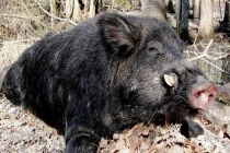 Xem lợn rừng khổng lồ bị hạ gục bởi thợ săn