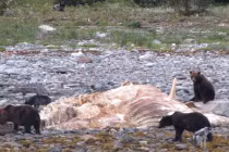 Gấu và sói bắt tay xẻ thịt xác cá voi