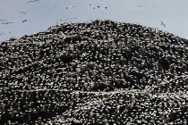 Kỳ thú tảng đá hút 500 nghìn chim biển 