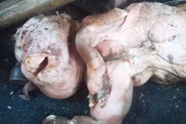 Khiếp đảm quái thai dê bị cho là lai giống với... con người