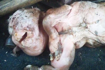 Khiếp đảm quái thai dê bị cho là lai giống với... con người