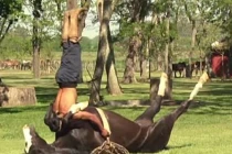 Kỳ lạ chuyện ngựa tập yoga