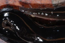 Rùng mình xem loài giun dẹp đang tấn công nước Anh