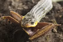 Rùng rợn cảnh rắn ngấu nghiến nuốt chửng ếch