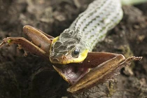 Rùng rợn cảnh rắn ngấu nghiến nuốt chửng ếch