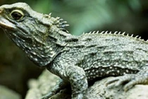 Những loài ác mộng từ tiền sử sống đến ngày nay (1)