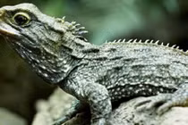 Những loài ác mộng từ tiền sử sống đến ngày nay (1)