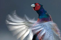 Ảnh thiên nhiên hoang dã Scotland: Gà lôi nhảy giao phối