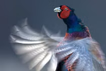 Ảnh thiên nhiên hoang dã Scotland: Gà lôi nhảy giao phối