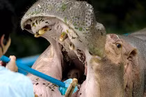 Ảnh động vật tuần: Chết cười xem hà mã đánh răng