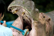 Ảnh động vật tuần: Chết cười xem hà mã đánh răng