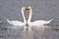 Những động vật nguy hiểm có vẻ ngoài hiền khô