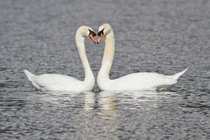 Những động vật nguy hiểm có vẻ ngoài hiền khô