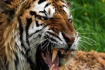 Top sự thật đáng kinh ngạc về chúa sơn lâm (2)