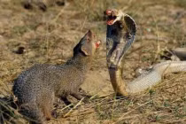 Kinh hoàng xem rắn hỗn chiến (5)